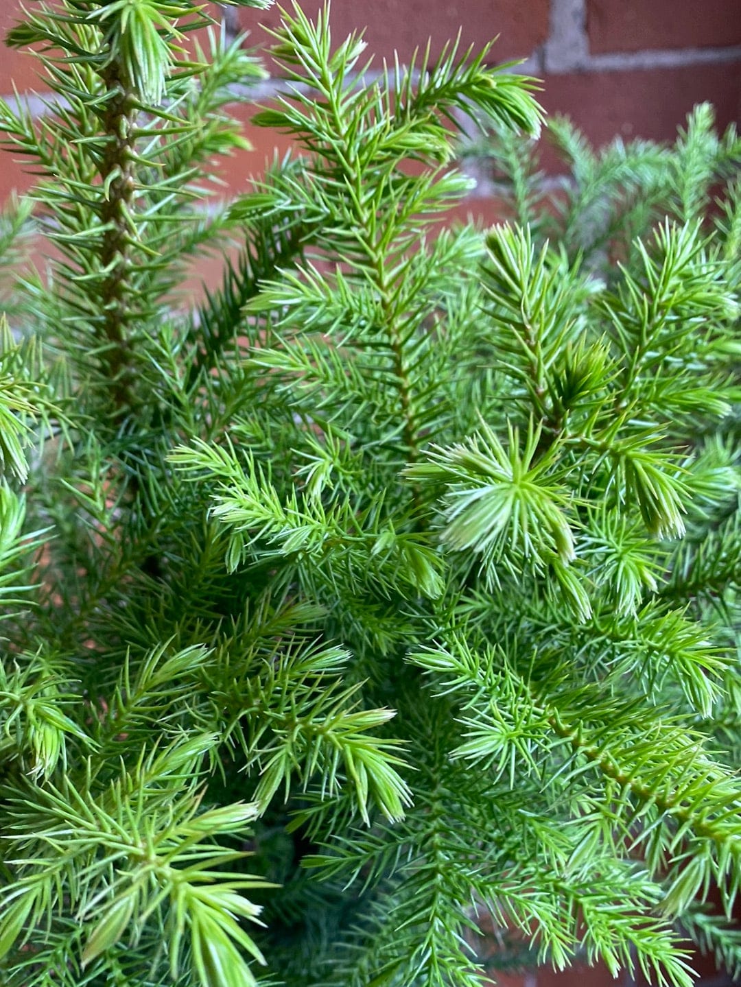 Plant Goals Plant Shop 6" Norfolk Pine