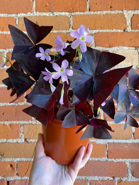 Plant Goals Plant Shop 6" Oxalis Triangularis
