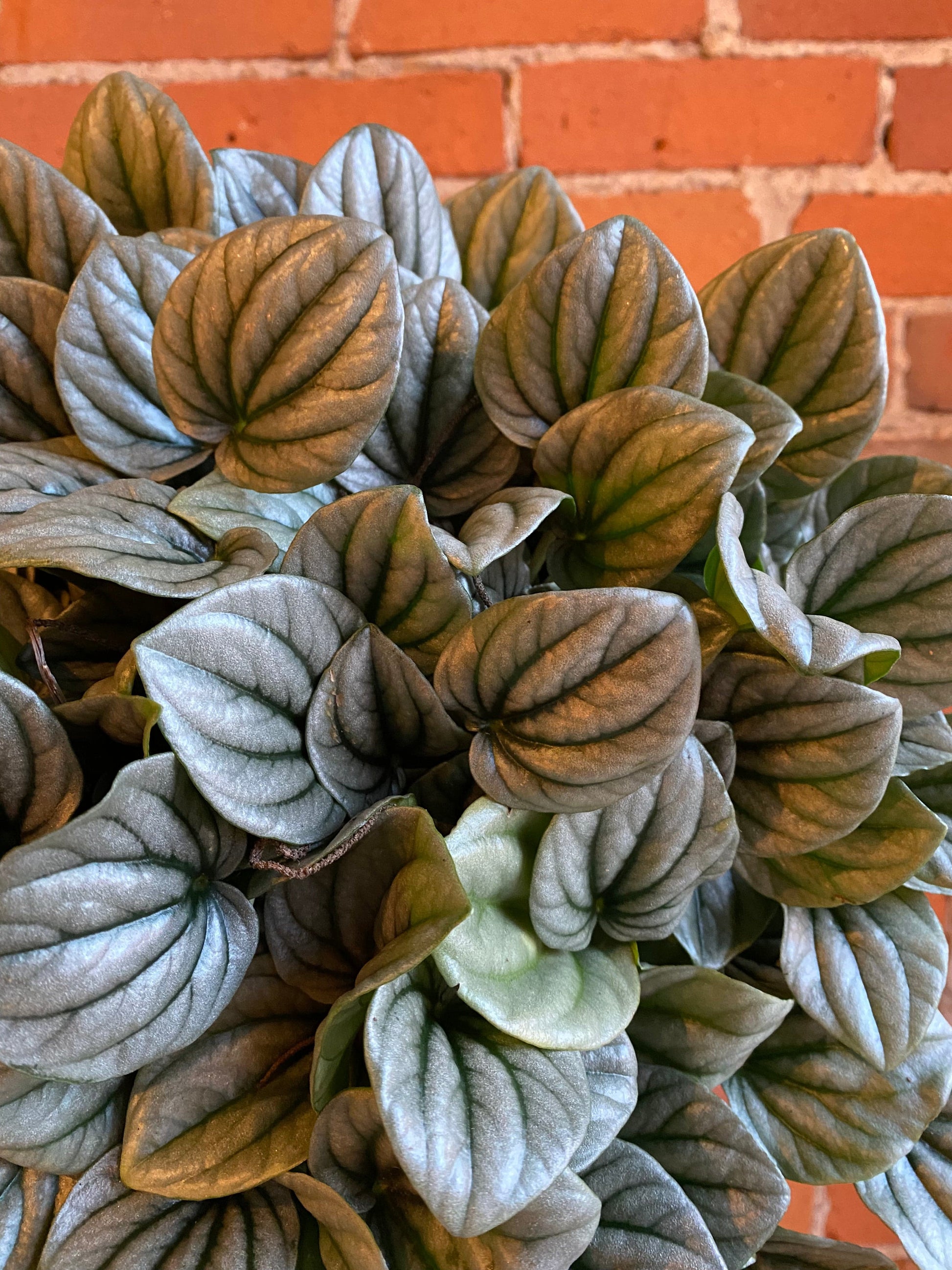 Plant Goals Plant Shop 6" Peperomia Frost