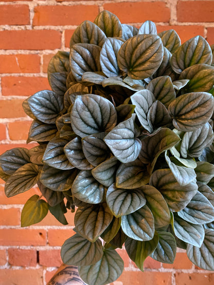 Plant Goals Plant Shop 6" Peperomia Frost