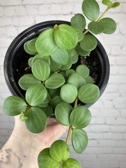 Plant Goals Plant Shop 6" Peperomia Hope