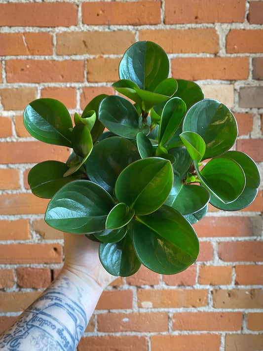 Plant Goals Plant Shop 6" Peperomia Obtusifolia Green