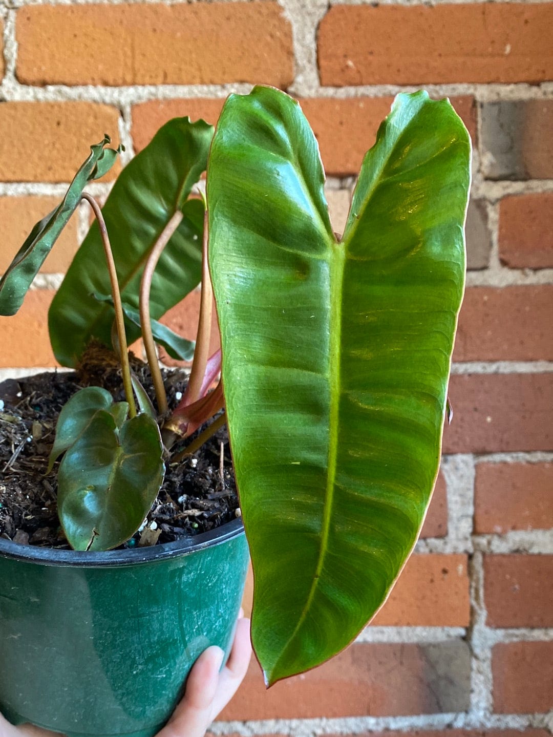 Plant Goals Plant Shop 6" Philodendron Billietiae