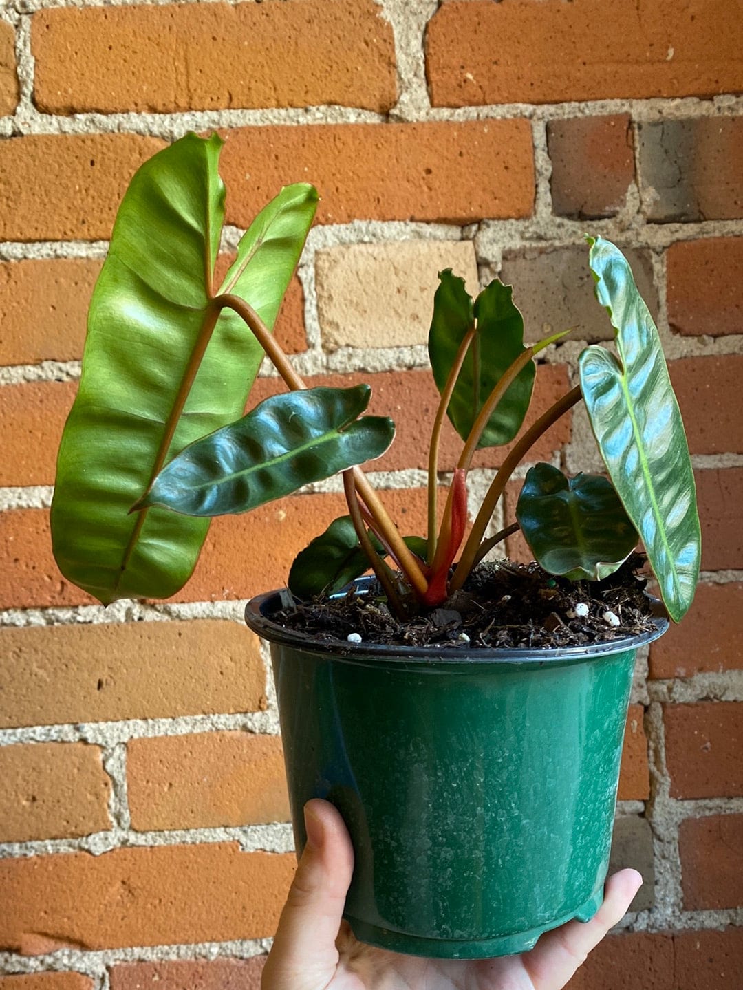 Plant Goals Plant Shop 6" Philodendron Billietiae