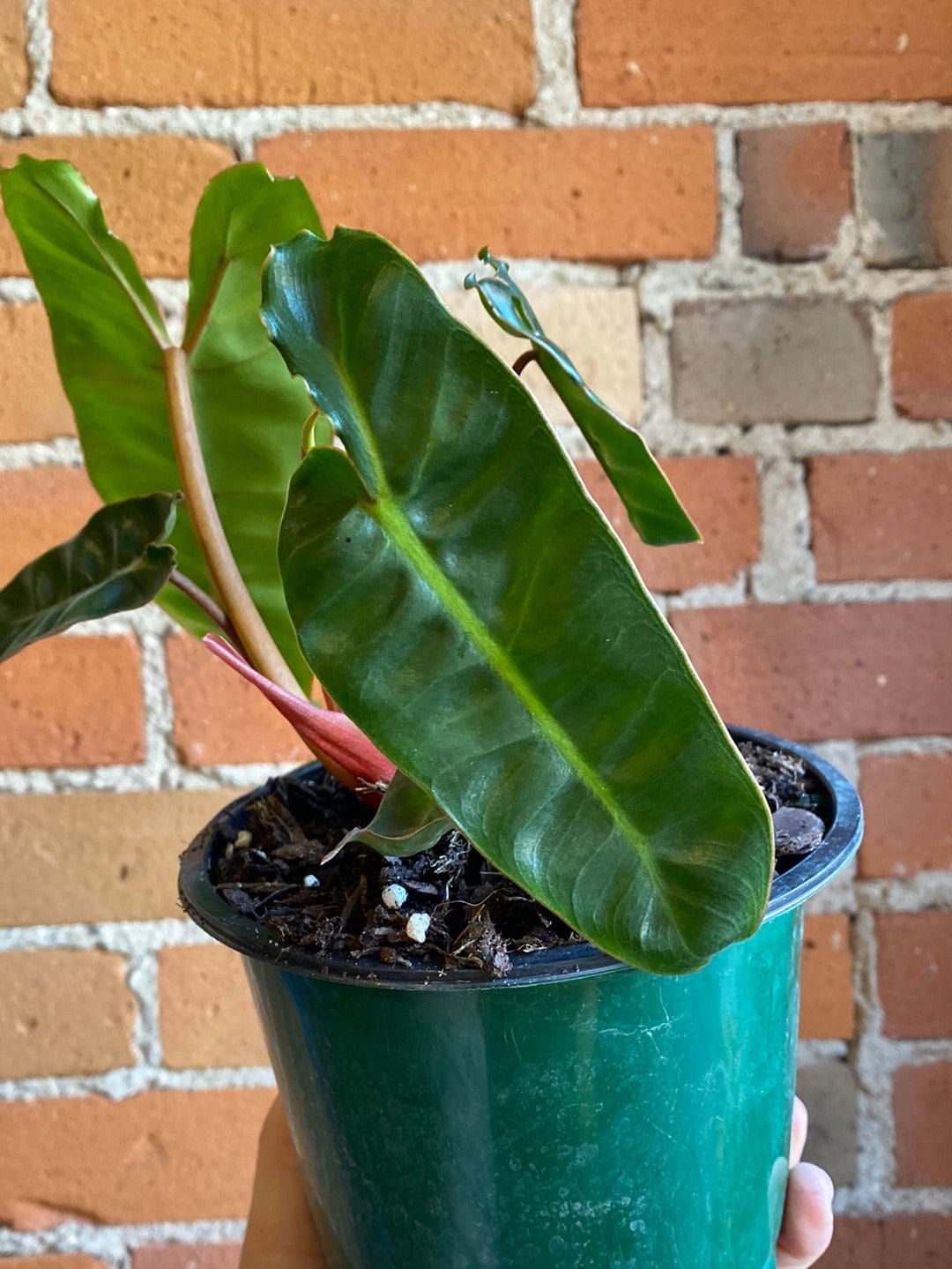 Plant Goals Plant Shop 6" Philodendron Billietiae