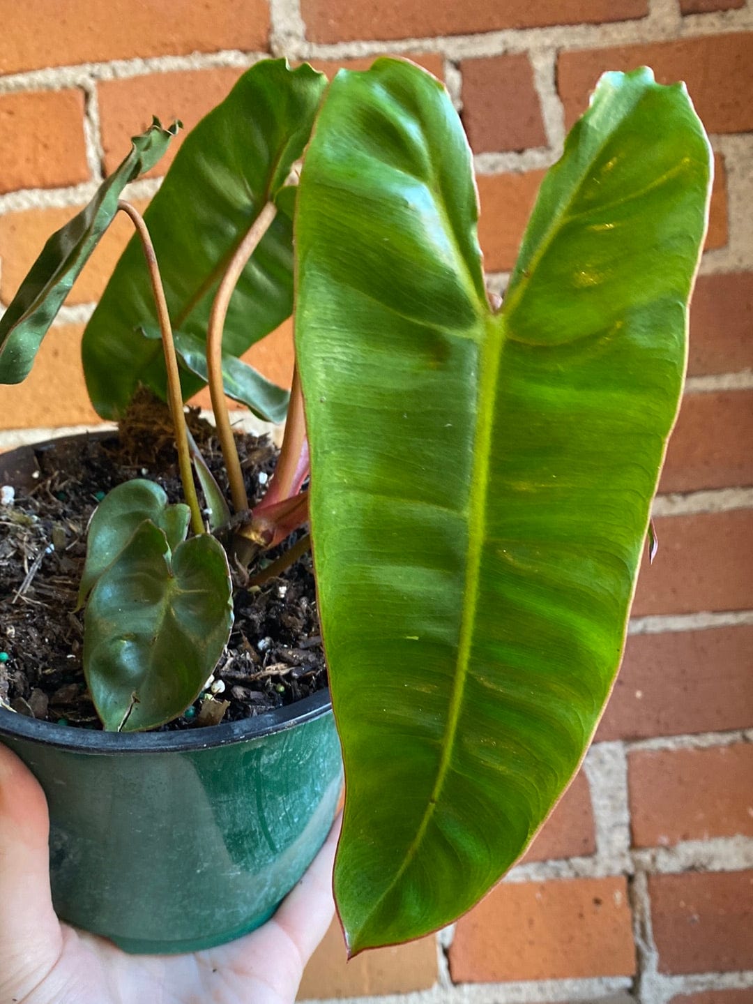 Plant Goals Plant Shop 6" Philodendron Billietiae