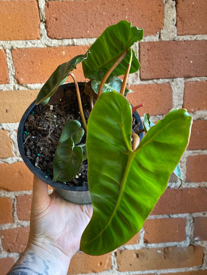 Plant Goals Plant Shop 6" Philodendron Billietiae