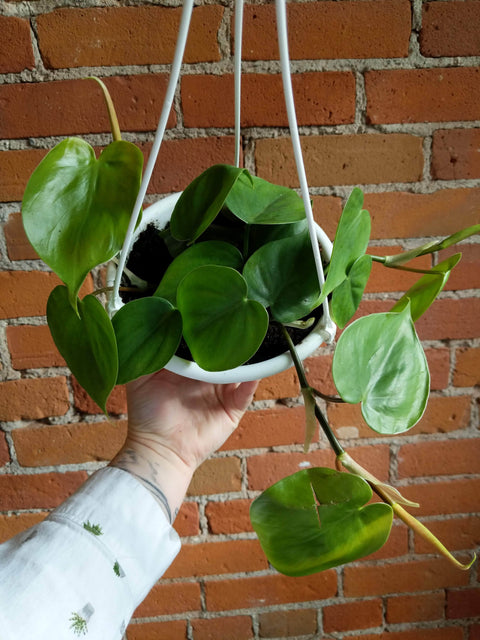Plant Goals Plant Shop 6" Philodendron Cordatum Hanging Basket