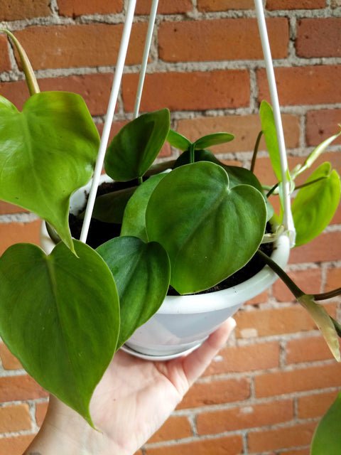 Plant Goals Plant Shop 6" Philodendron Cordatum Hanging Basket
