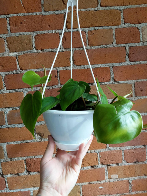 Plant Goals Plant Shop 6" Philodendron Cordatum Hanging Basket