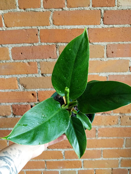 Plant Goals Plant Shop 6" Philodendron Imperial Green