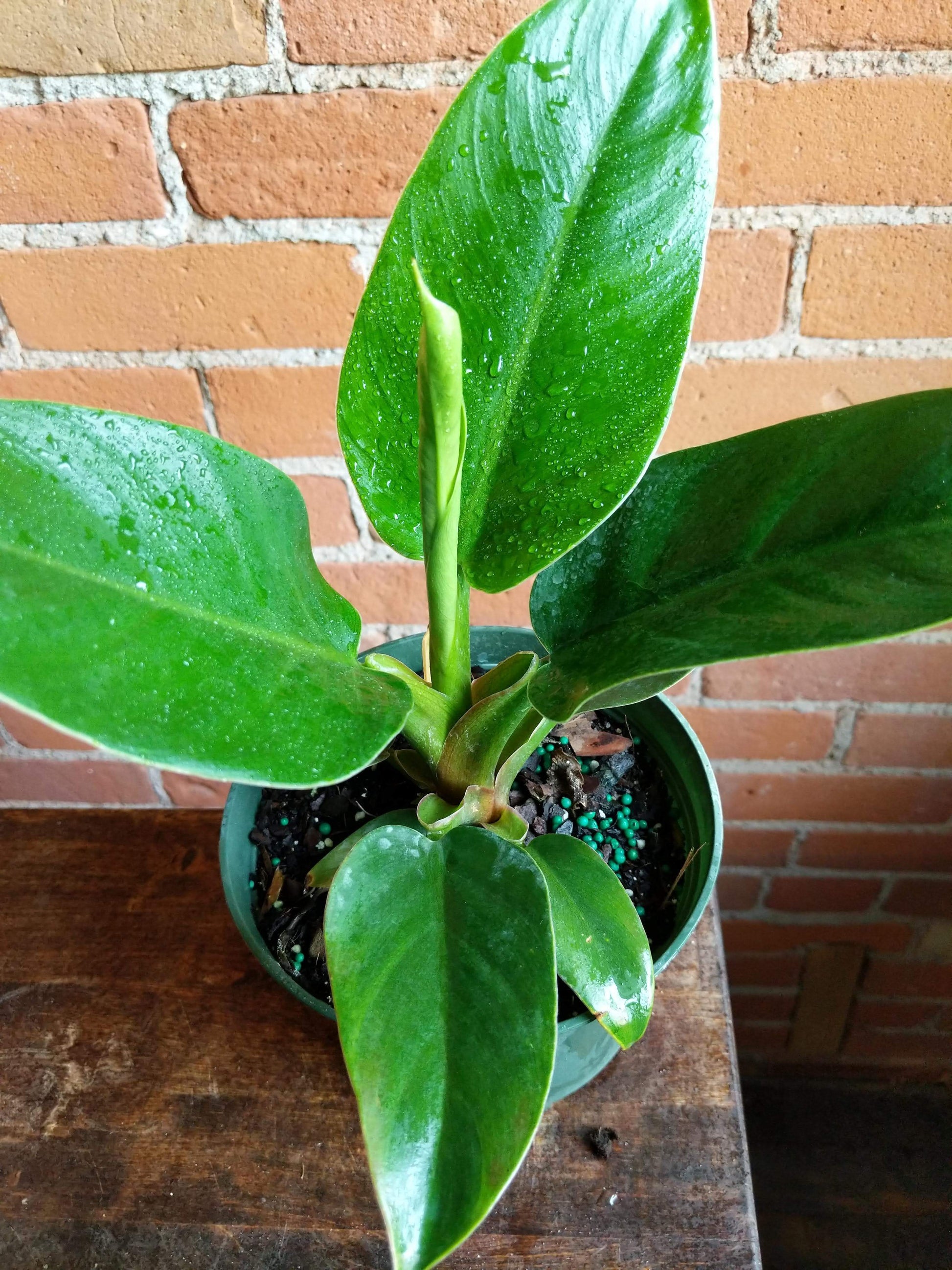Plant Goals Plant Shop 6" Philodendron Imperial Green
