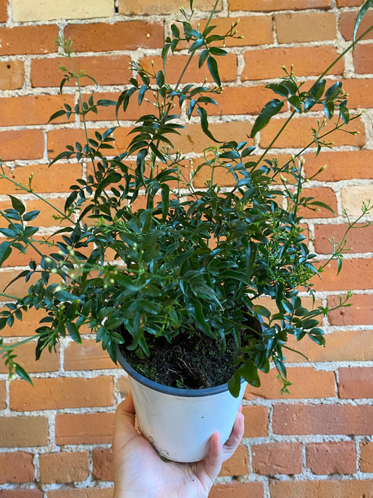 Plant Goals Plant Shop 6'' Pink Jasmine