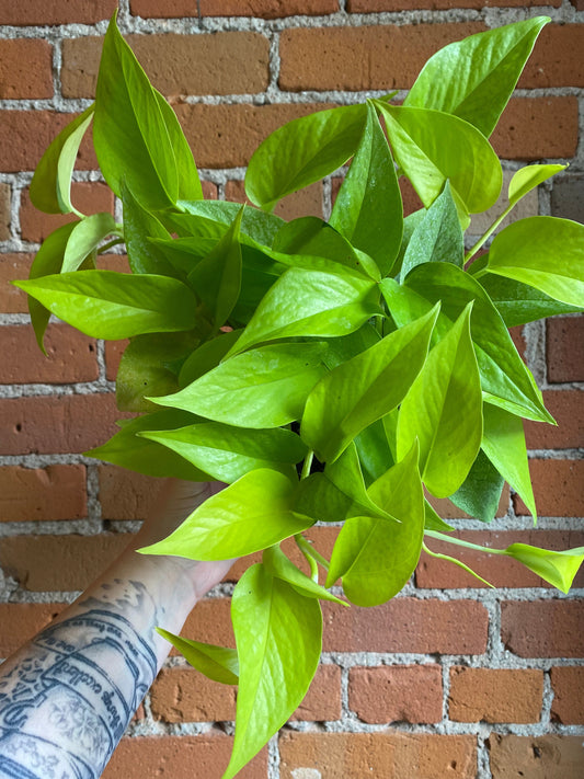 Plant Goals Plant Shop 6" Pothos Neon