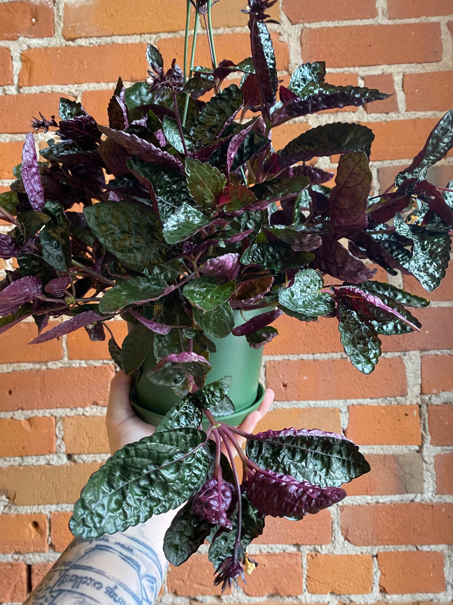 Plant Goals Plant Shop 6" Purple Waffle Plant Hanging Basket