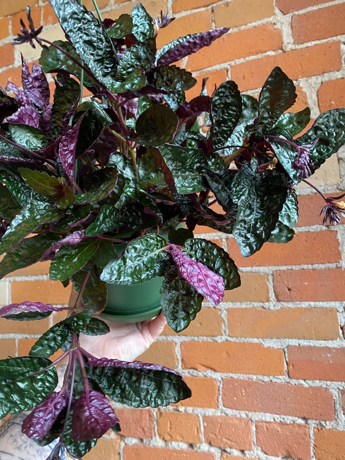 Plant Goals Plant Shop 6" Purple Waffle Plant Hanging Basket