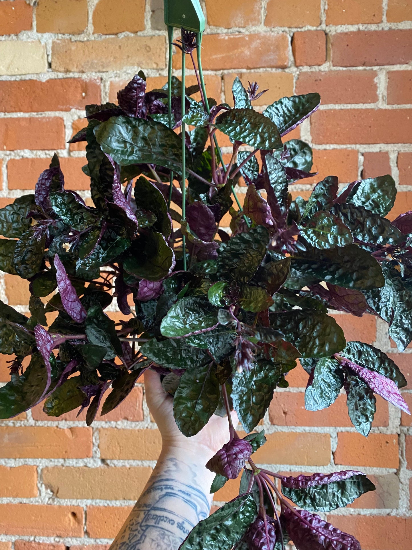 Plant Goals Plant Shop 6" Purple Waffle Plant Hanging Basket