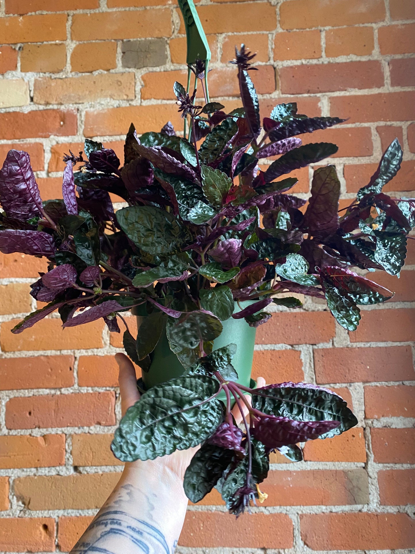 Plant Goals Plant Shop 6" Purple Waffle Plant Hanging Basket