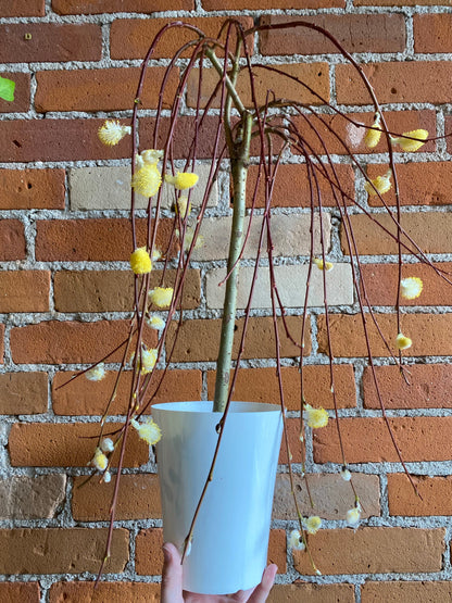Plant Goals Plant Shop 6" Pussy Willow