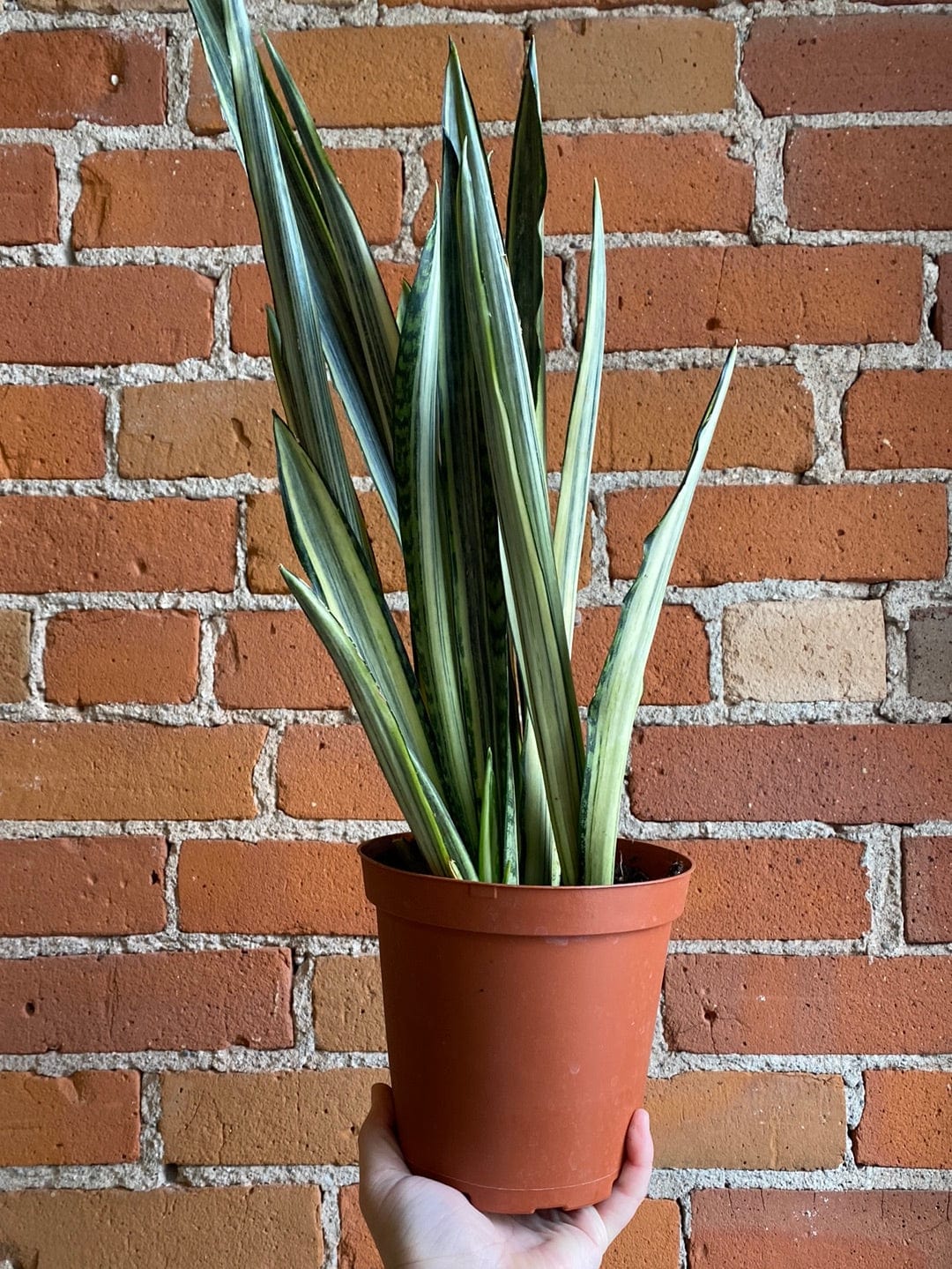 Plant Goals Plant Shop 6" Sansevieria Bantel's Sensation