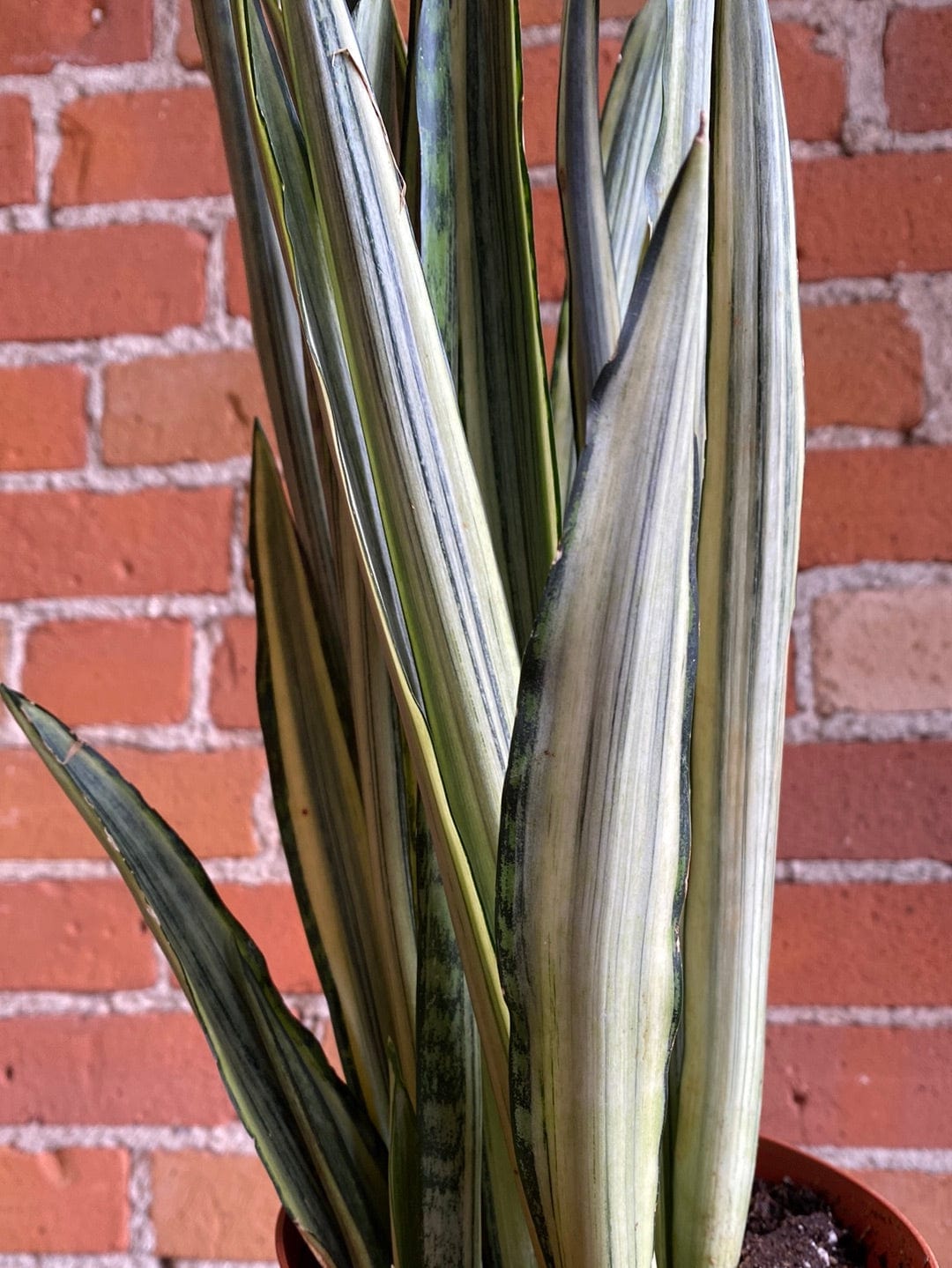 Plant Goals Plant Shop 6" Sansevieria Bantel's Sensation