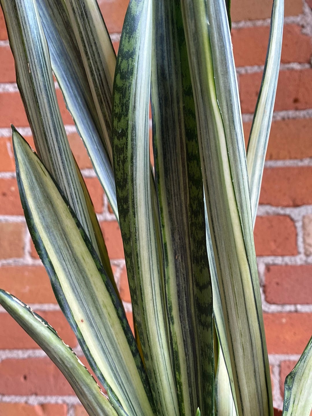 Plant Goals Plant Shop 6" Sansevieria Bantel's Sensation