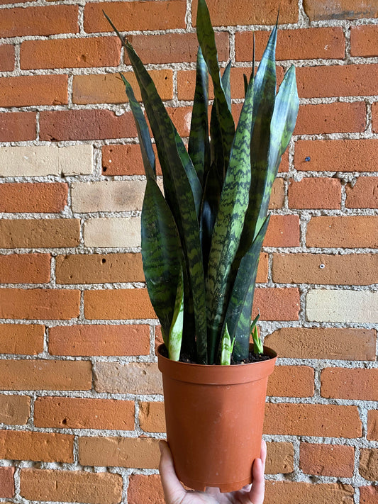 Plant Goals Plant Shop 6" Sansevieria Black Coral