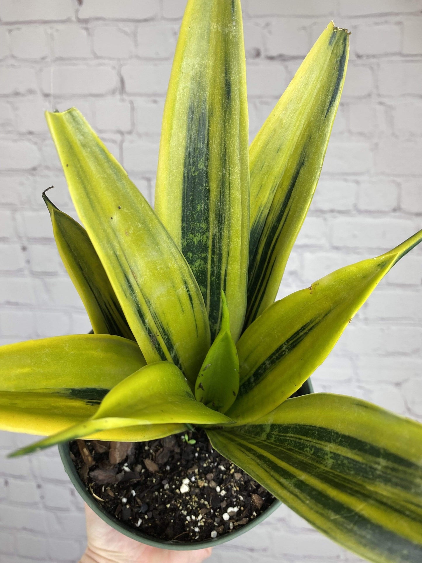 Plant Goals Plant Shop 6" Sansevieria Golden Flame