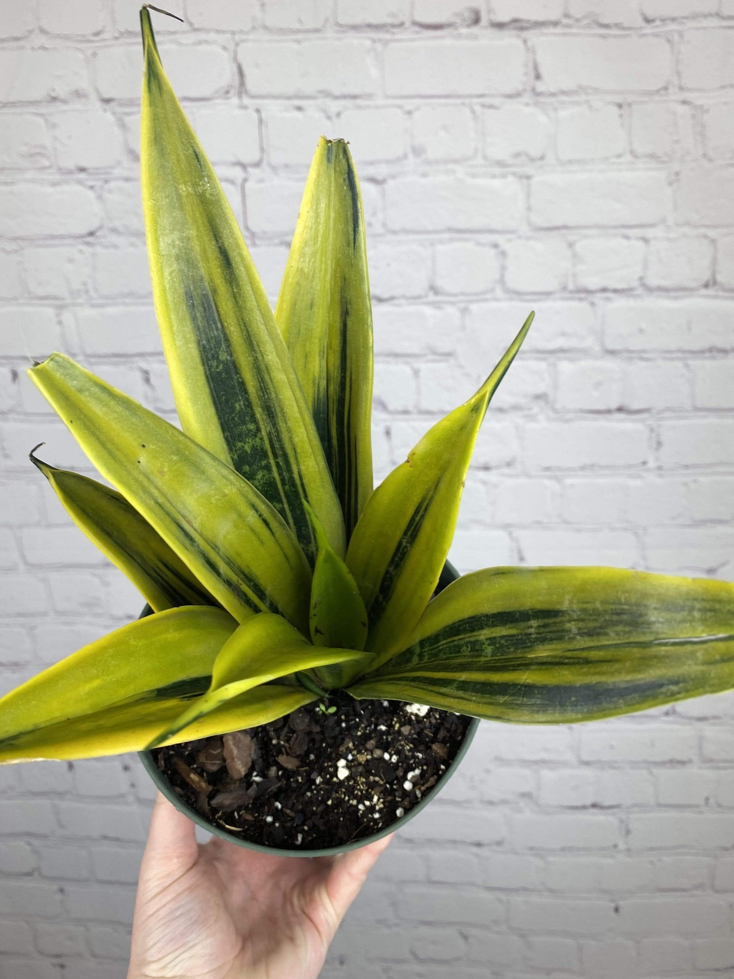 Plant Goals Plant Shop 6" Sansevieria Golden Flame