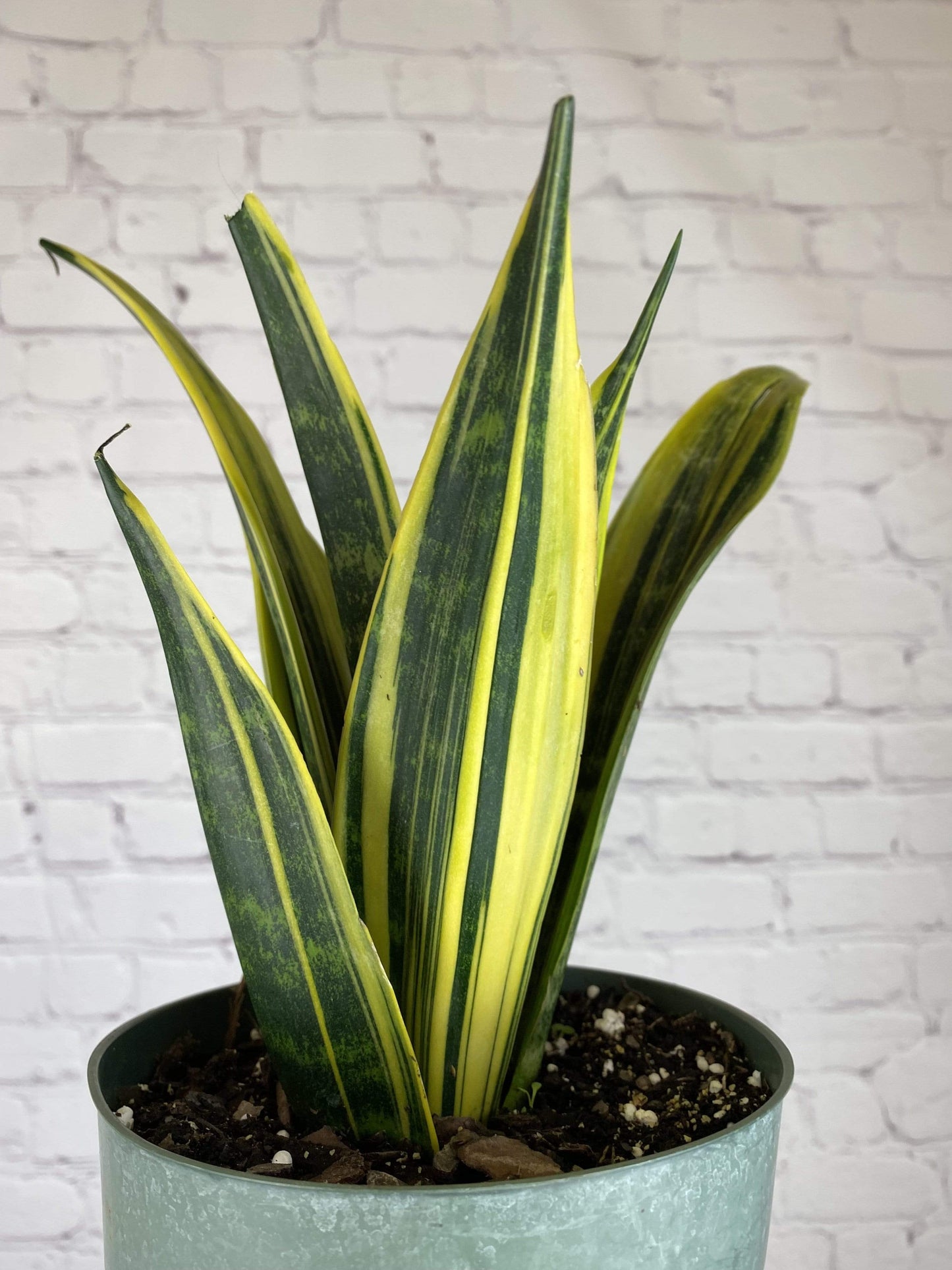 Plant Goals Plant Shop 6" Sansevieria Golden Flame