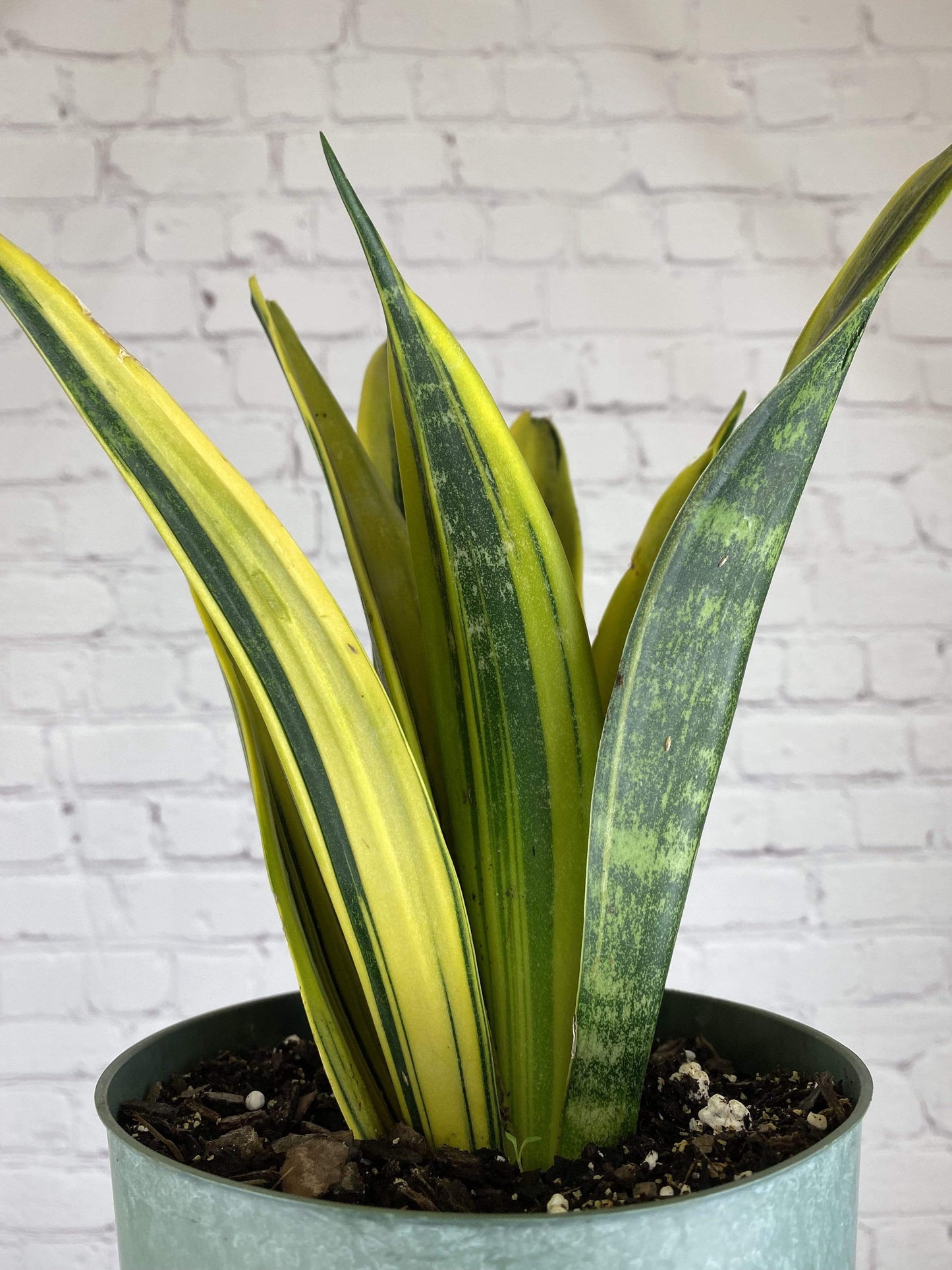 Plant Goals Plant Shop 6" Sansevieria Golden Flame