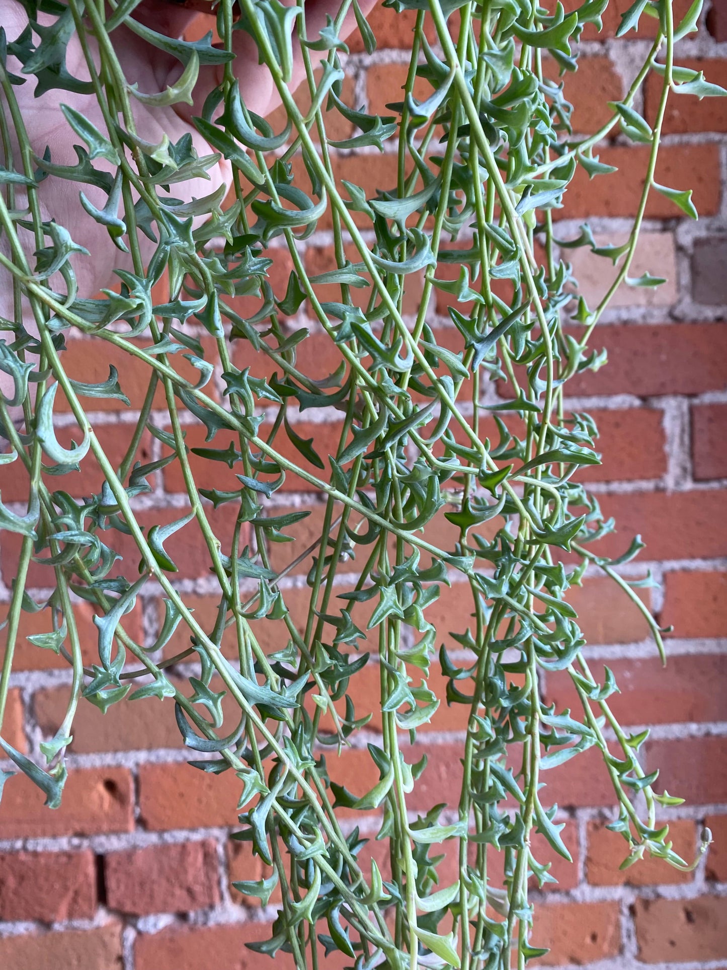 Plant Goals Plant Shop 6" String of Dolphins Hanging Basket | Senecio Peregrinus