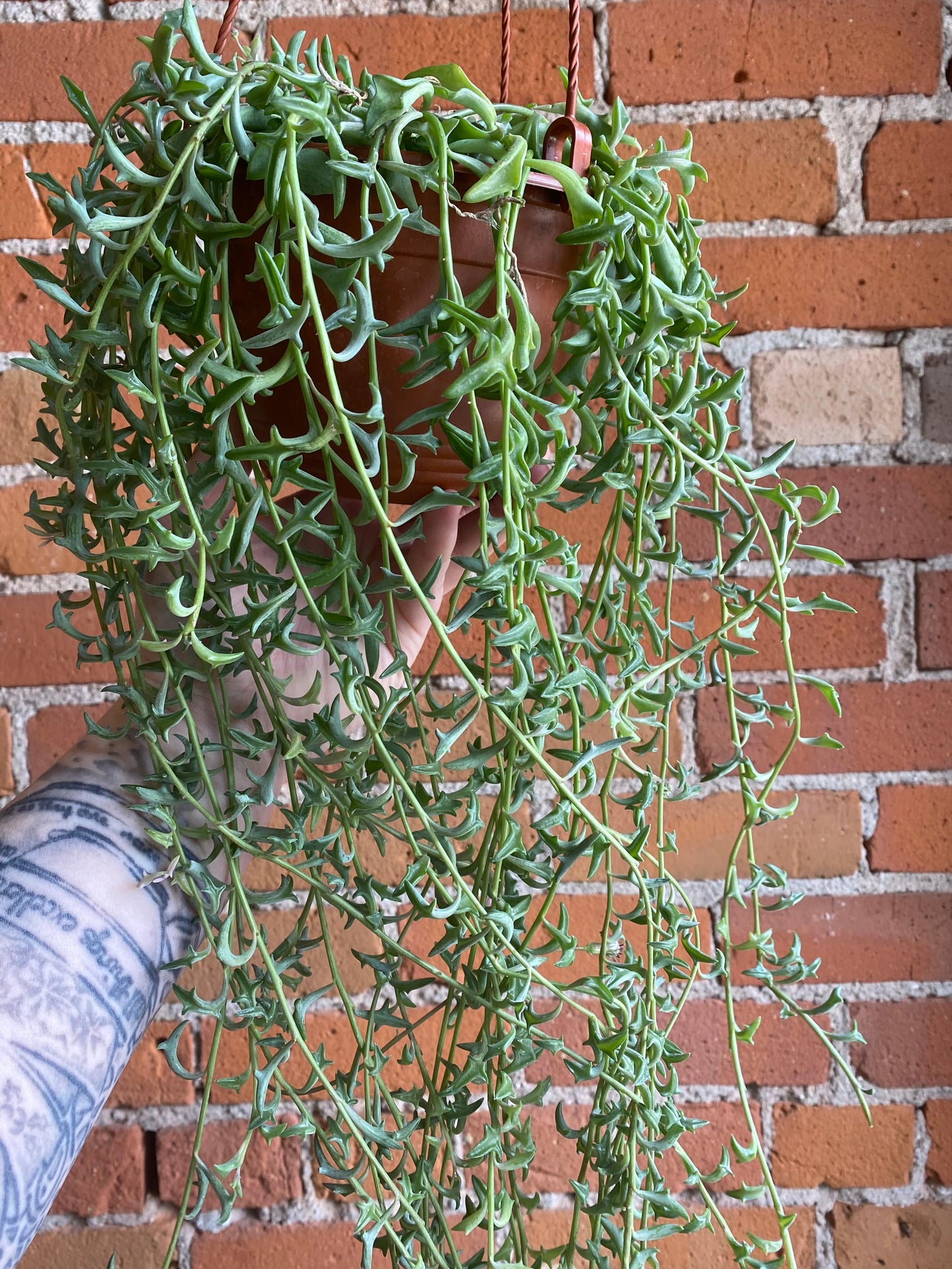 Plant Goals Plant Shop 6" String of Dolphins Hanging Basket | Senecio Peregrinus