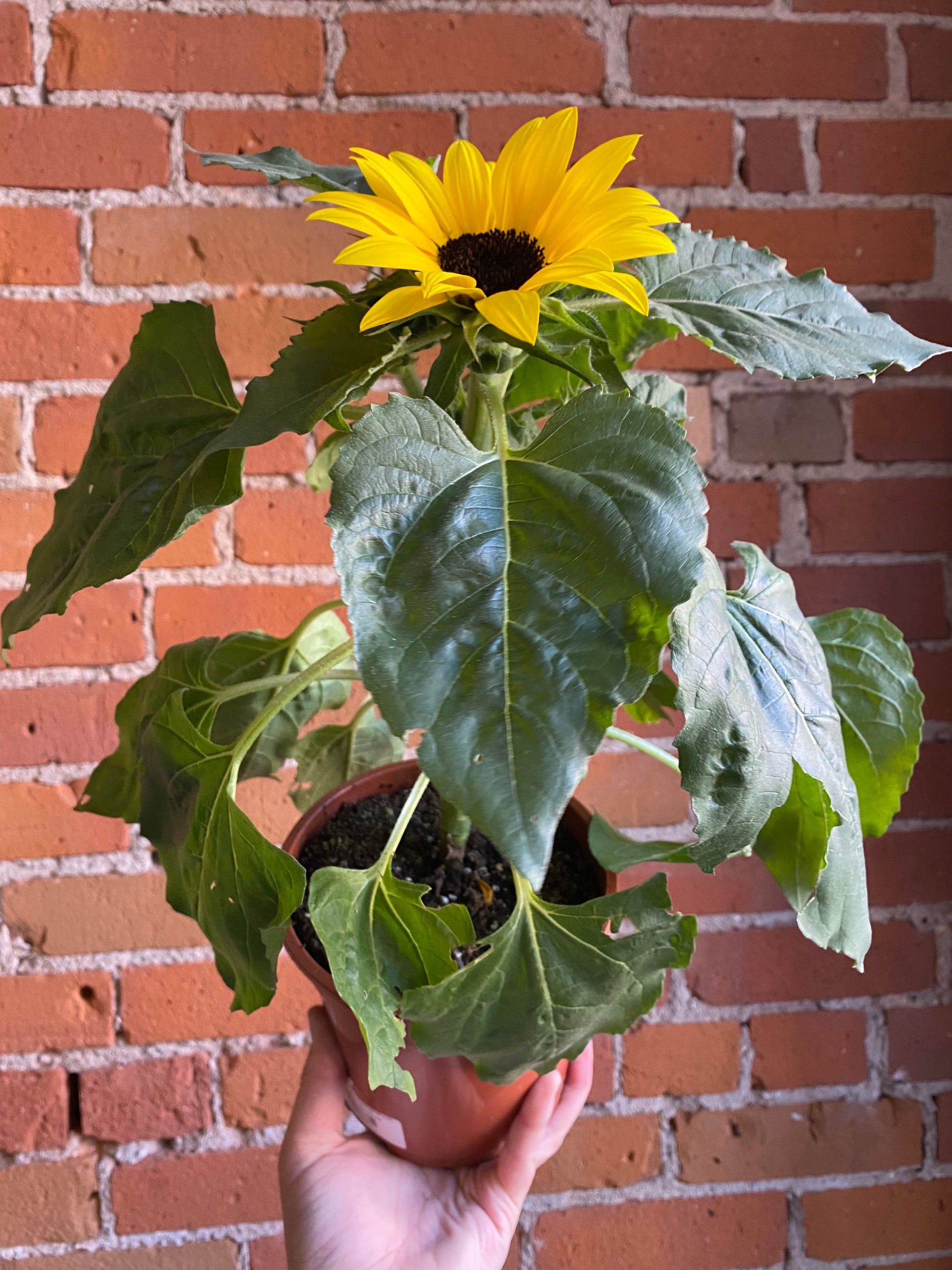 Plant Goals Plant Shop 6" Sunflower | Helianthus