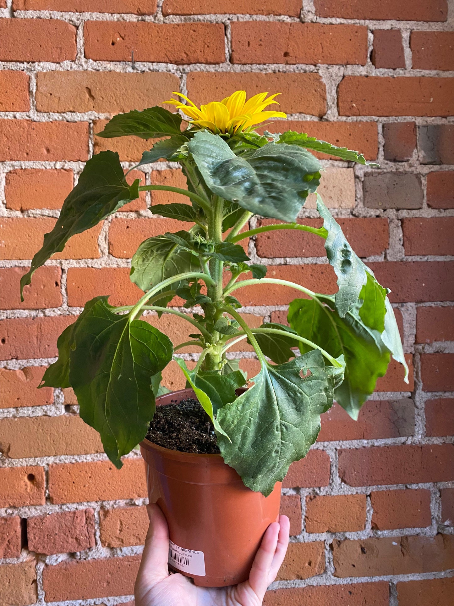 Plant Goals Plant Shop 6" Sunflower | Helianthus