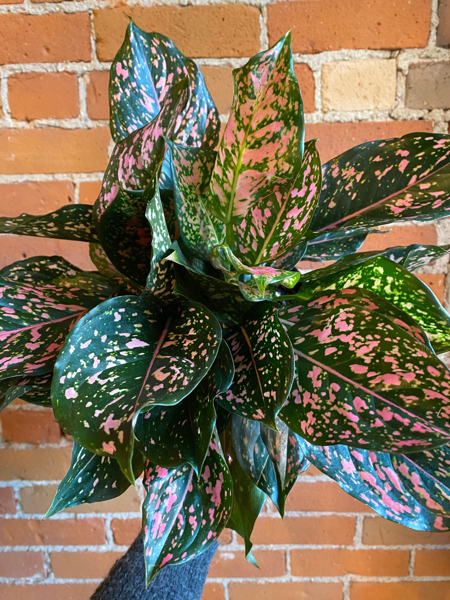 Plant Goals Plant Shop 8" Aglaonema Pink Dalmatian