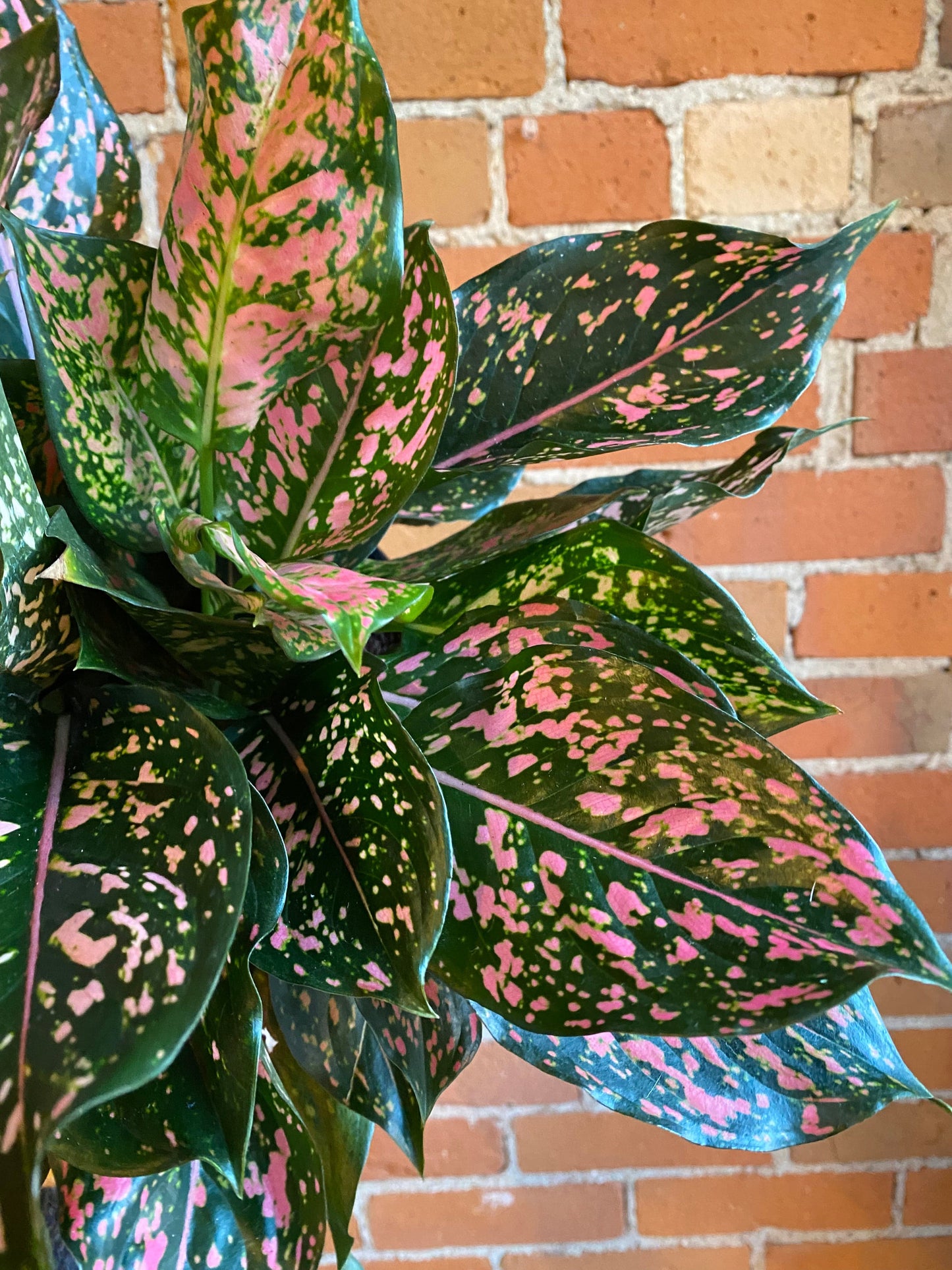 Plant Goals Plant Shop 8" Aglaonema Pink Dalmatian