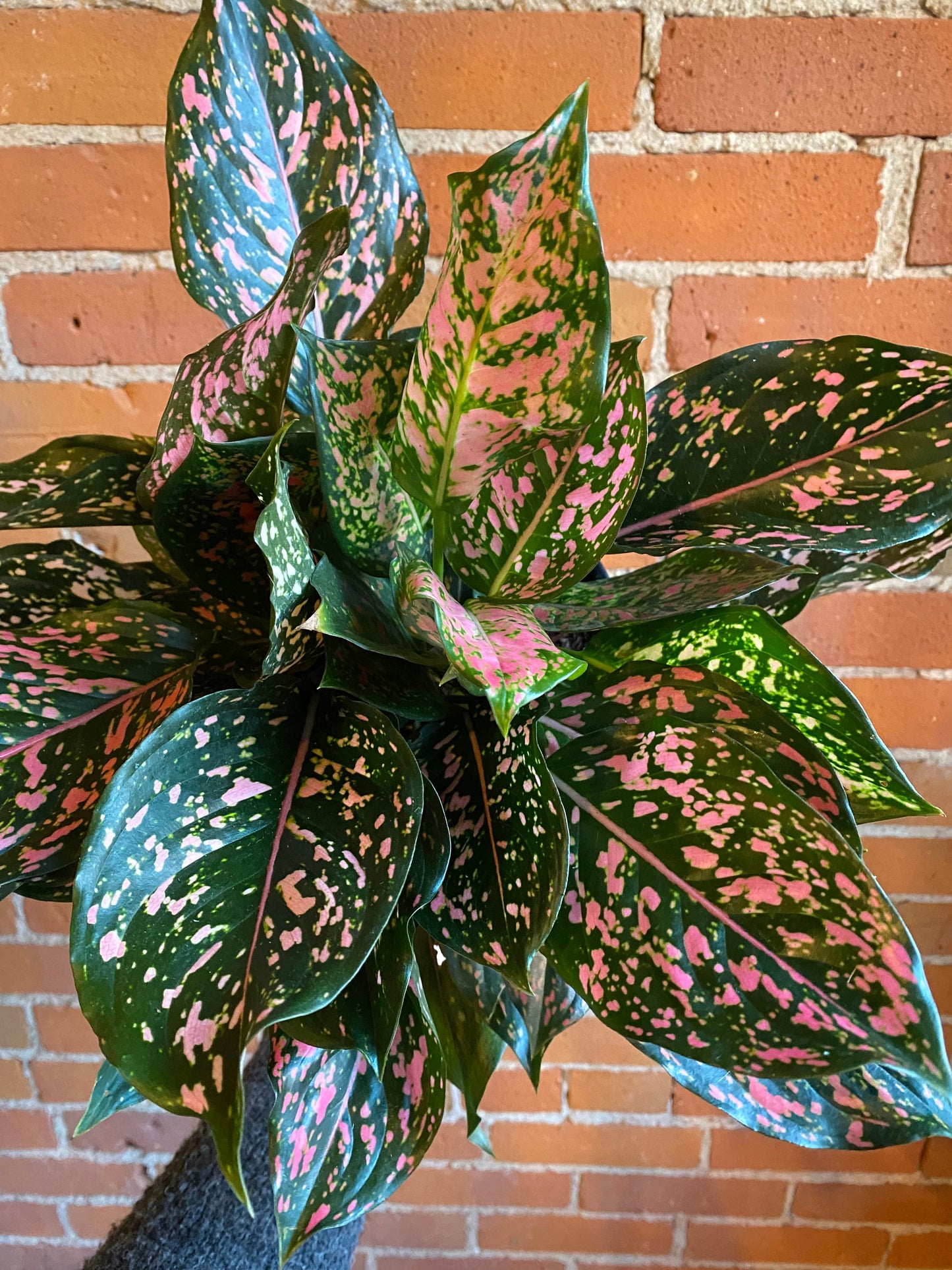 Plant Goals Plant Shop 8" Aglaonema Pink Dalmatian