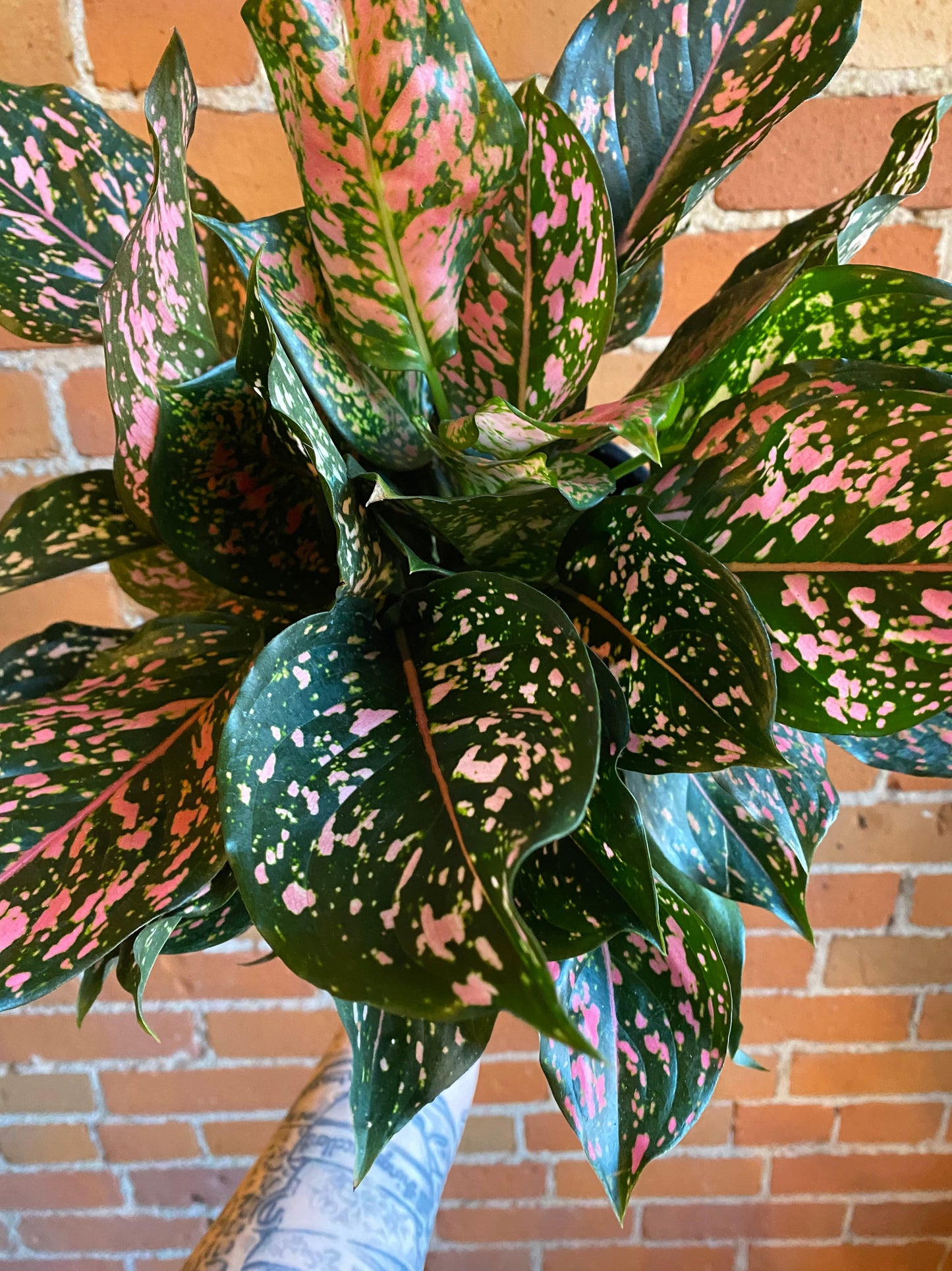 Plant Goals Plant Shop 8" Aglaonema Pink Dalmatian