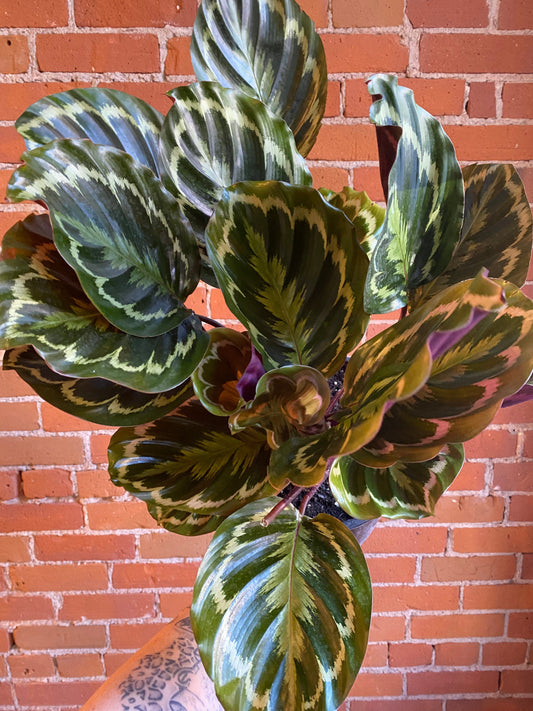 Plant Goals Plant Shop 8" Calathea Roseopicta