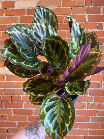 Plant Goals Plant Shop 8" Calathea Roseopicta