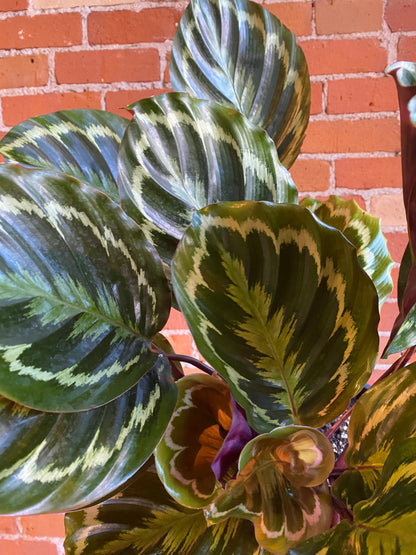 Plant Goals Plant Shop 8" Calathea Roseopicta