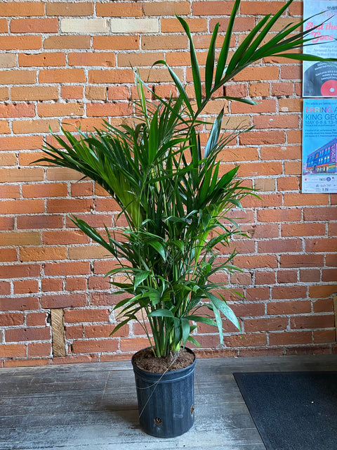 Plant Goals Plant Shop 8" Chamaedorea Cataractarum | Cat Palm