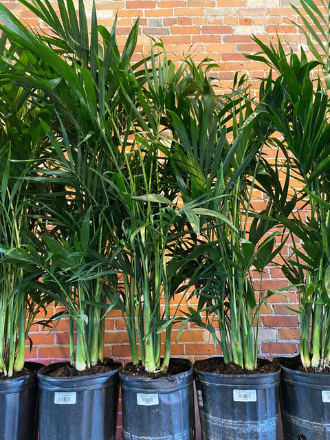 Plant Goals Plant Shop 8" Chamaedorea Cataractarum | Cat Palm