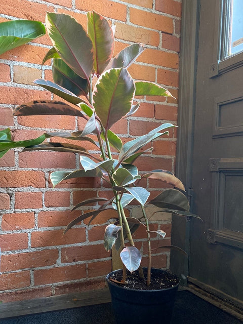 Plant Goals Plant Shop 8" Ficus Elastica Ruby