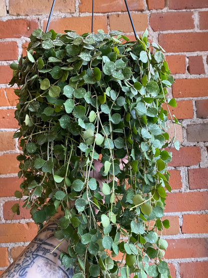 Plant Goals Plant Shop 8" Hoya Curtisii Hanging Basket