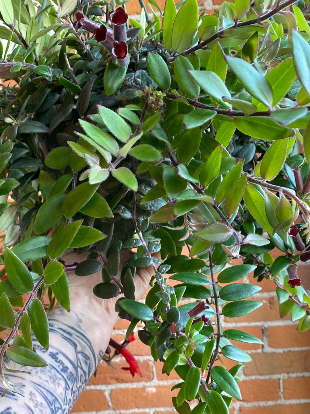 8" Lipstick Mira Hanging Basket Aeschynanthus Plant Goals