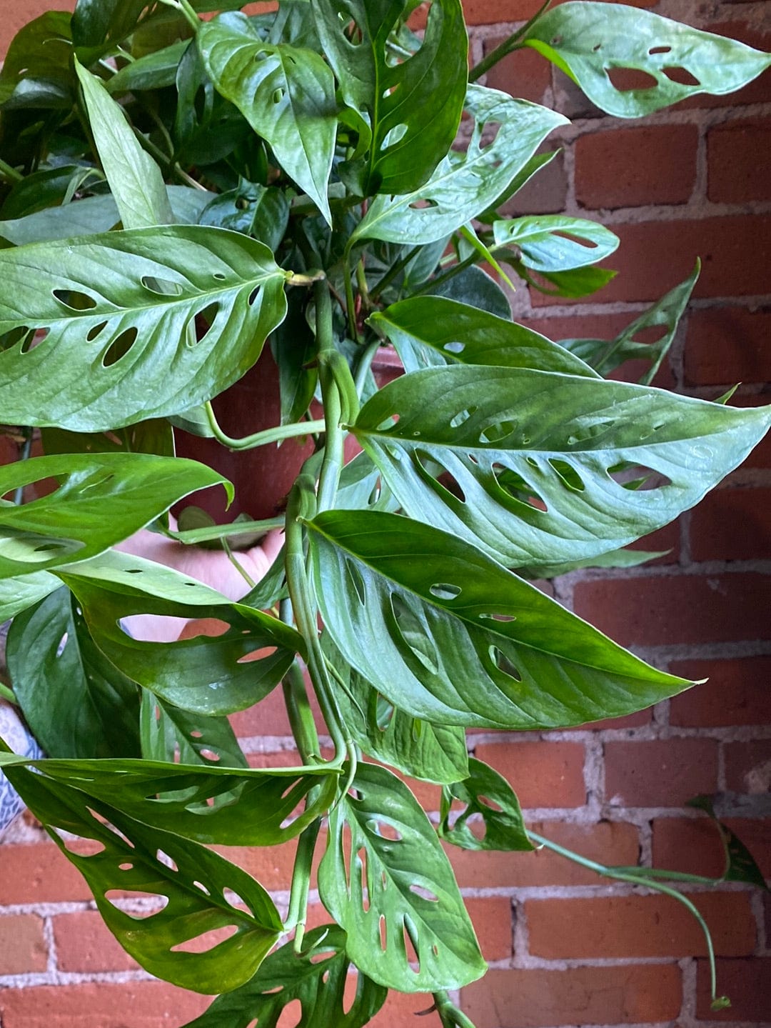 Plant Goals Plant Shop 8" Monstera Adansonii Hanging Basket