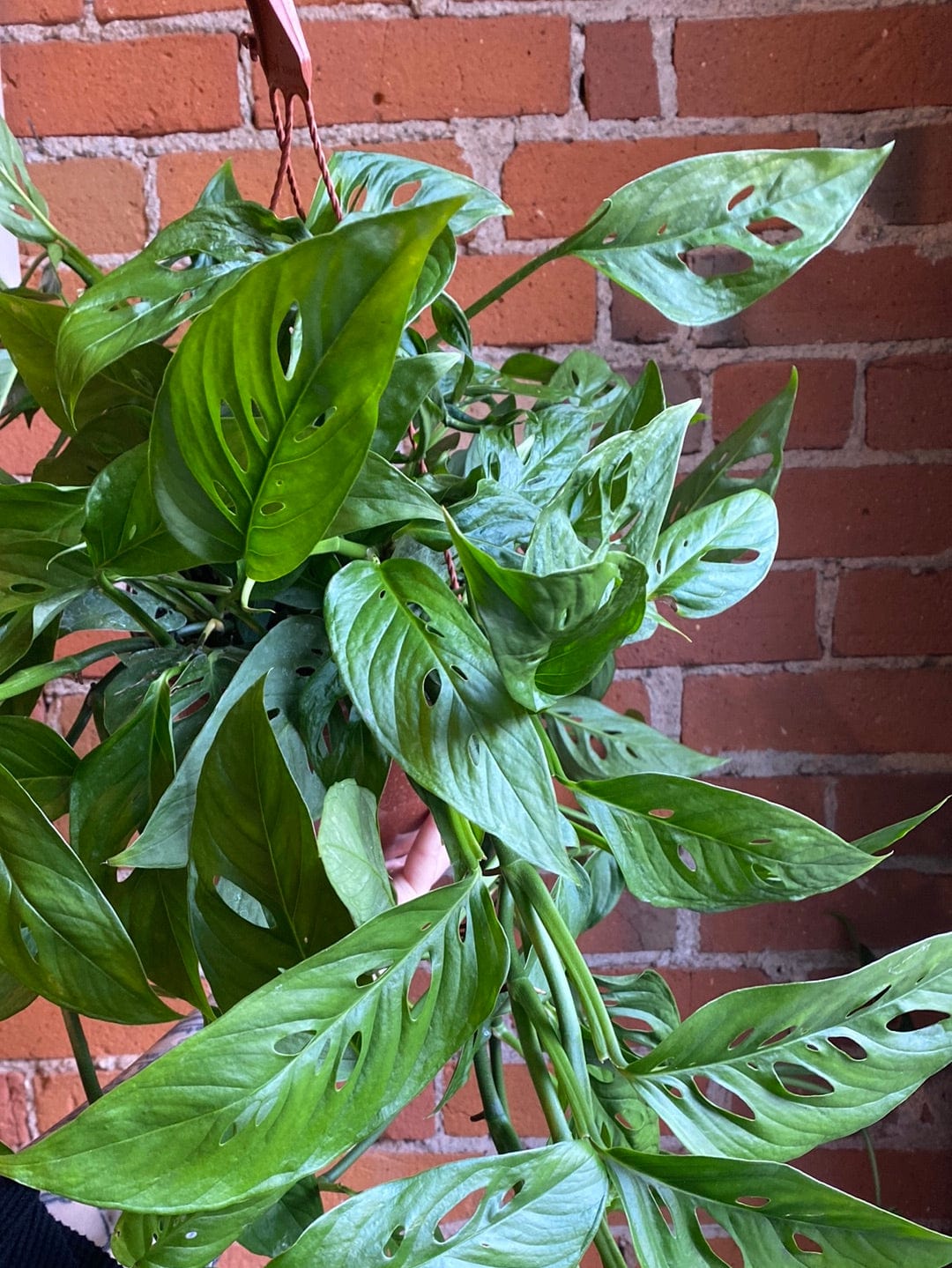 Plant Goals Plant Shop 8" Monstera Adansonii Hanging Basket