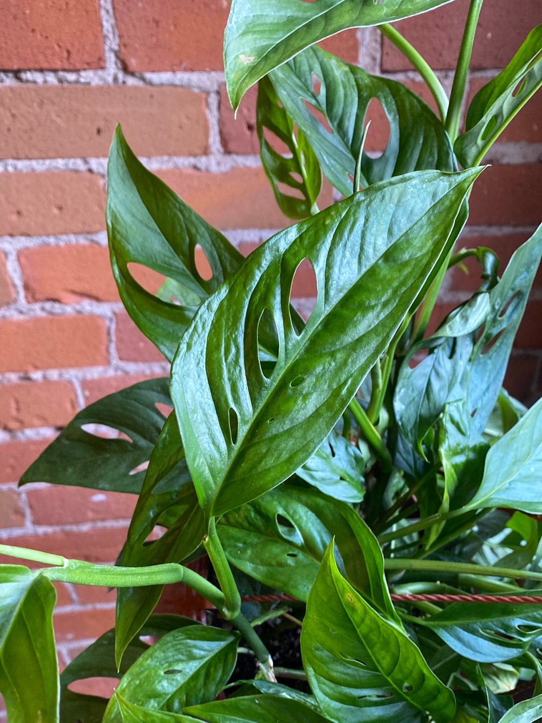 Plant Goals Plant Shop 8" Monstera Adansonii Hanging Basket